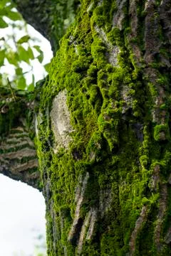 Green moss on tree Stock Photos