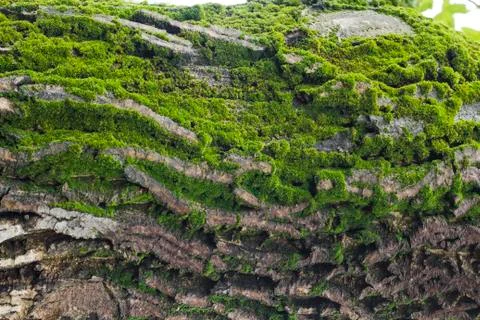 Green moss on tree Stock Photos