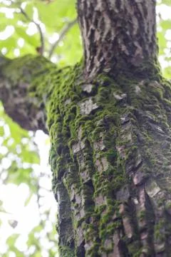 Green moss on tree Stock Photos
