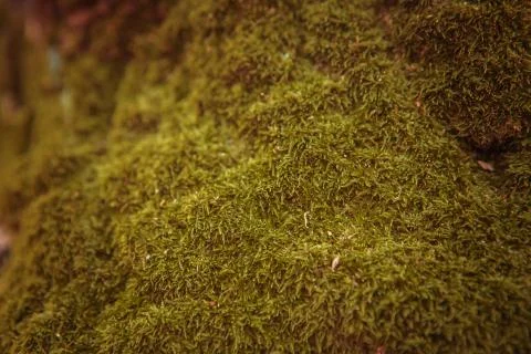 Green moss on the tree Foto stock