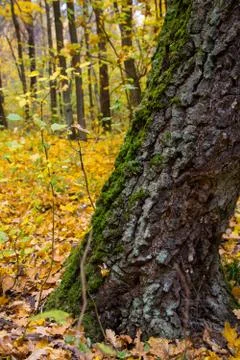 Green moss on the tree Stock Photos