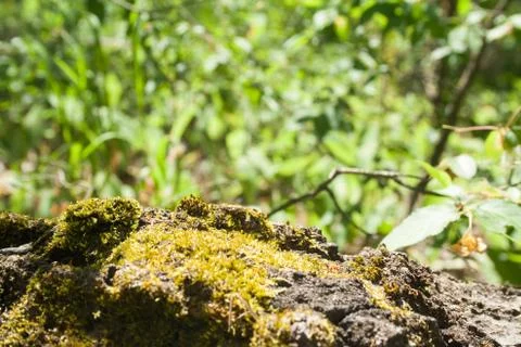 Green moss on a tree Stock Photos