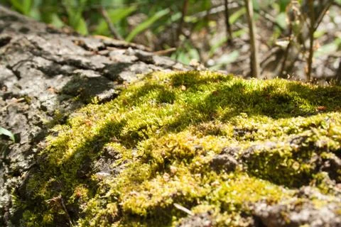 Green moss on a tree Stock Photos