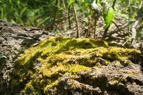 Green moss on a tree Stock Photos
