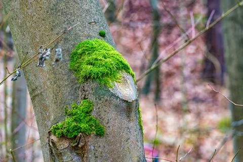 Green moss in a tree Stock Photos