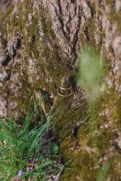 Green moss on the tree	 Stock Photos