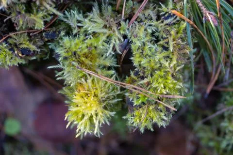 Green moss on the tree Stock Photos