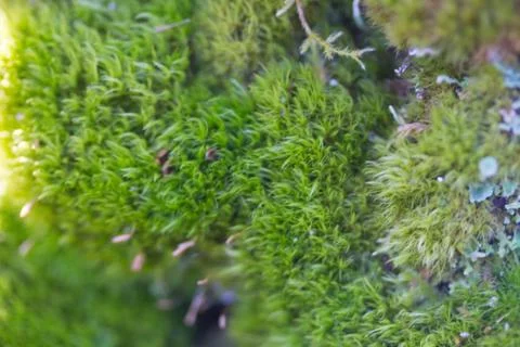 Green moss on the tree Stock Photos