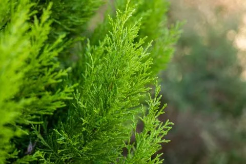 Green moss on tree Stock Photos