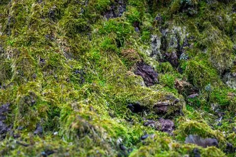 Green moss on the tree Stock Photos