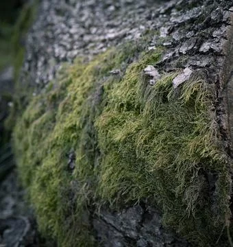 Green moss on a tree 库存照片