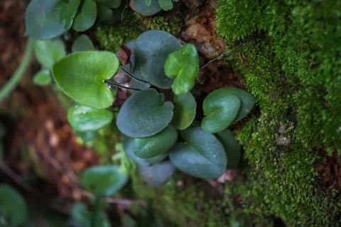 Green moss on a tree Stock-Fotos