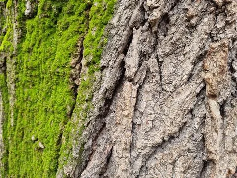Green moss on a tree Stock Photos