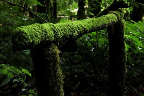 Green moss on tree roots, branch and log in a green forest or moss on tree trunk Stock Photos