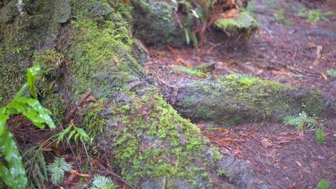 Green moss on tree roots Stock Footage 76103192