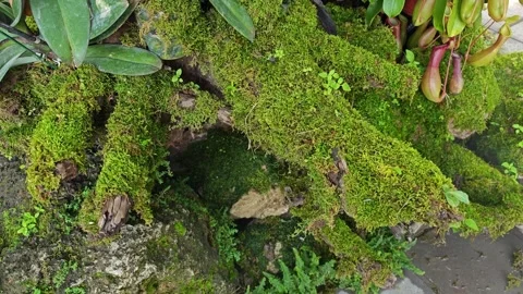 Green moss on tree roots. Stock Footage 305233123