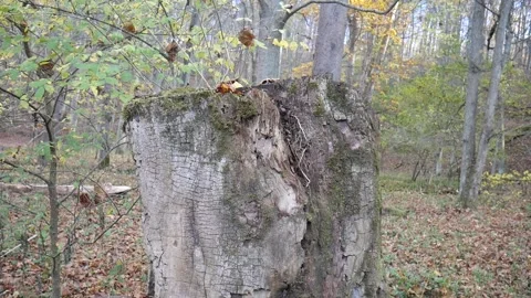 Green moss on a tree stump with leaves on the ground Vídeo Stock 141765979