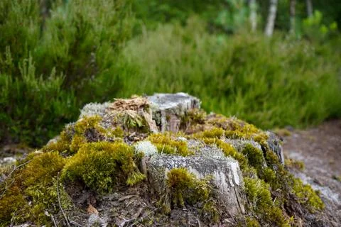 Green moss on a tree stump Stock Photos