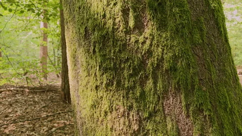 Green moss on a tree at summer. The sun shines at the moss Stock Footage 219479986