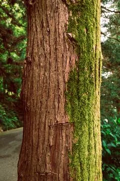 Green moss on the tree. Texture and background. 写真素材