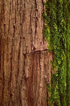 Green moss on the tree. Texture and background. Stock-Fotos
