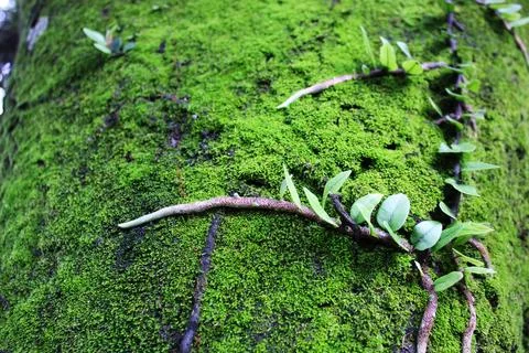 Green moss on tree trunk and Microgramma vacciniifolia root Stock Photos