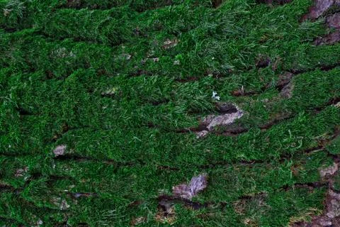 Green moss on tree trunk background with copy space. Closeup flat view of for 스톡 사진
