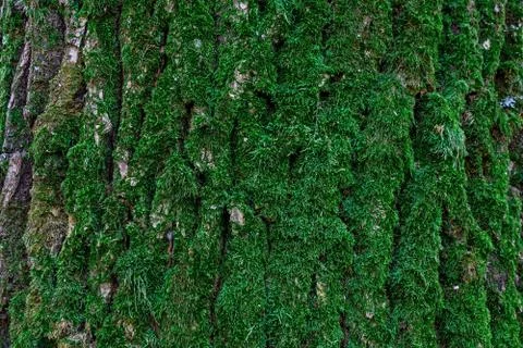 Green moss on tree trunk background with copy space. Closeup flat view of for 스톡 사진