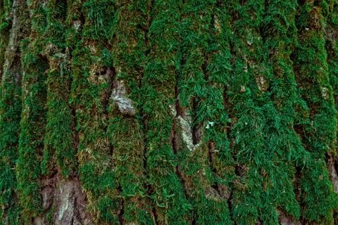 Green moss on tree trunk background with copy space. Closeup flat view of for 스톡 사진