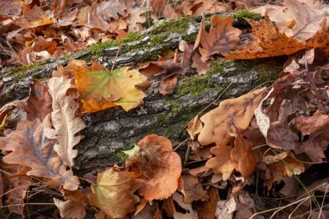 Green moss on tree trunk background with red and yellow leaves. Closeup view  Stock Photos