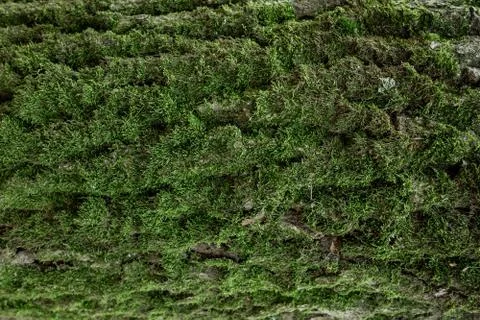 Green moss on tree trunk background with copy space. Closeup flat view of for Stock-Fotos