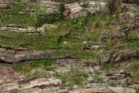 Green moss on tree trunk background with copy space. Closeup flat view of for 스톡 사진