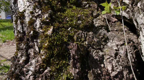 Green Moss on a tree trunk Stock Footage 23509558