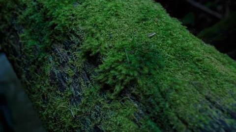 Green moss on the tree trunk Stock Footage 94885217