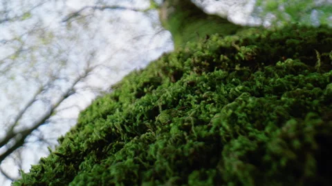 Green moss on a tree trunk Stock Footage 253820515