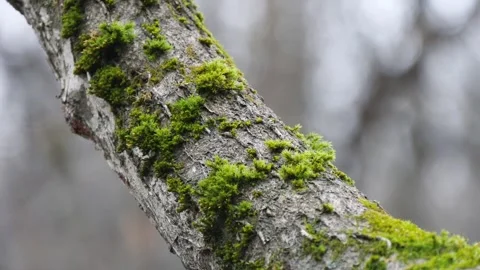 Green moss on the tree trunk. Stock Footage 294097712
