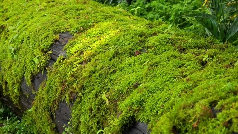 Green moss on tree trunk. Stock Footage 305232970