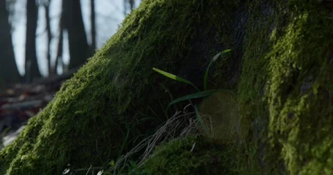 Green moss on tree trunk in the forest Stock Footage 328915275