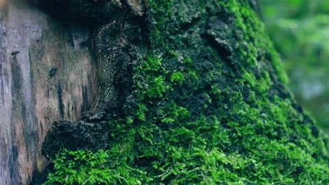 Green Moss on Tree Trunk in Forest Stock Footage 340538615
