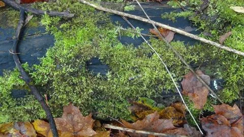 Green moss on a tree trunk in the forest in autumn time of the year after rai Stock Photos