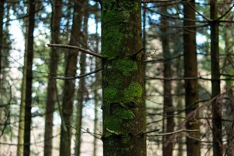 Green moss on a tree trunk in the forest. Close up shot, shallow depth of fie Stock Photos