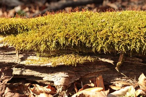 Green moss on a tree trunk in the forest. Selective focus. Stock Photos