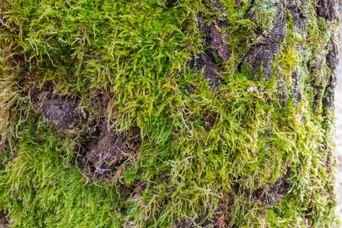 Green moss on tree trunk in forest in overcast day Stock Photos