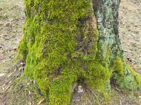 Green moss on tree trunk in forest in overcast day 스톡 사진