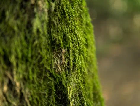 Green moss on tree trunk Stock Photos
