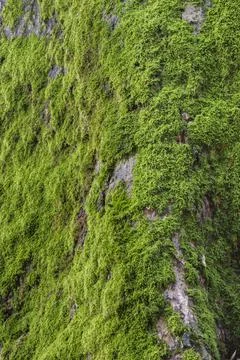 Green moss on tree trunk Stock Photos