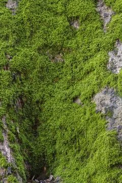 Green moss on tree trunk Stock Photos