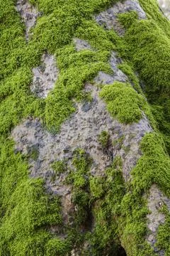 Green moss on tree trunk Stock Photos