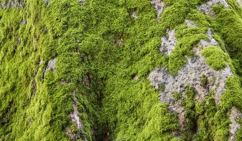 Green moss on tree trunk Stock Photos