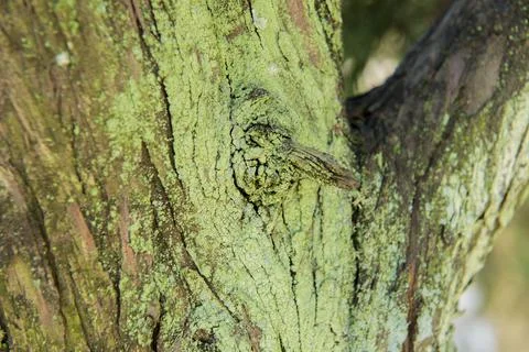 Green moss on a tree trunk Stock Photos
